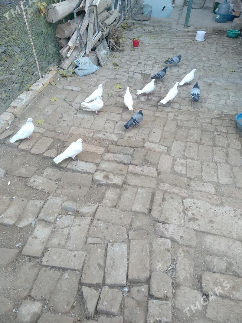 kepter - Туркменабат - img 4