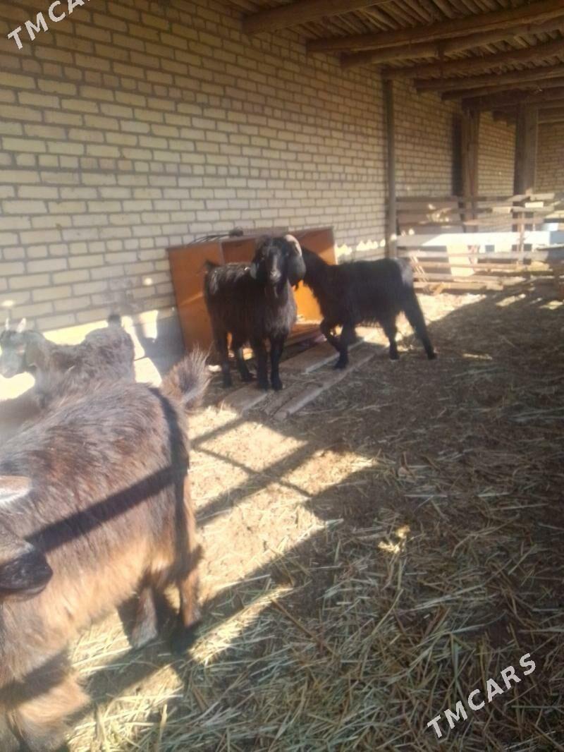 gechi - Сакар - img 2