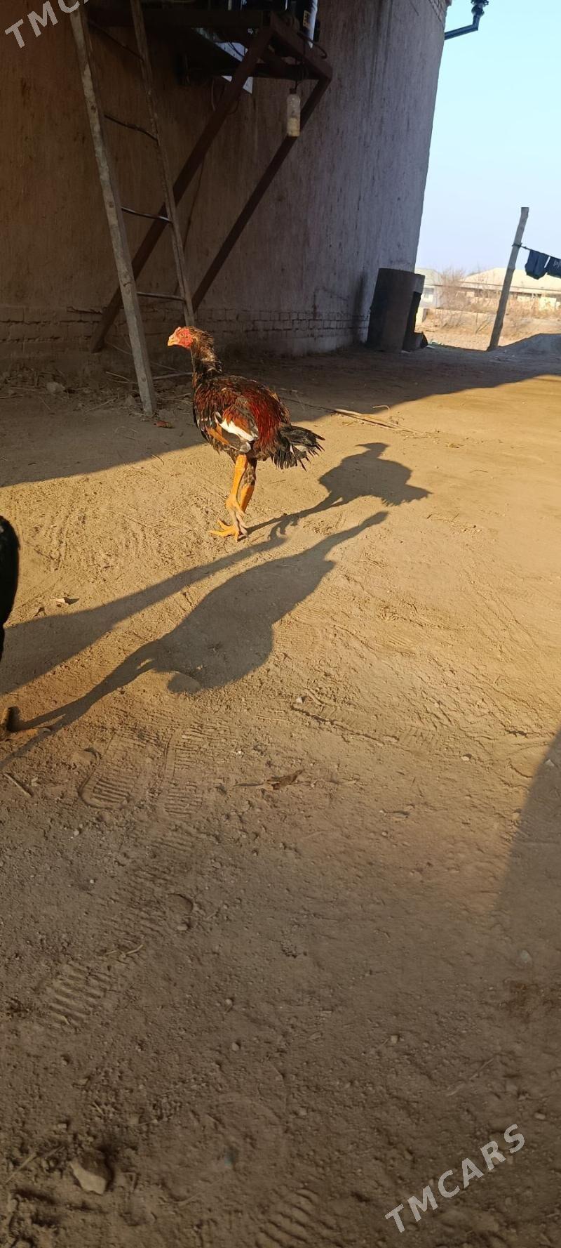 Deken juja - Шабатский этрап - img 2