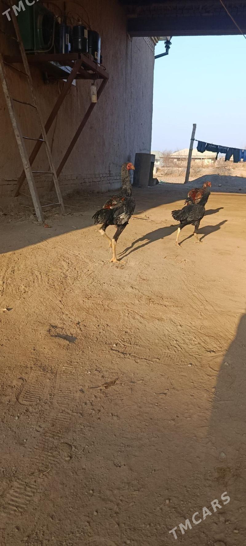 Deken juja - Шабатский этрап - img 1