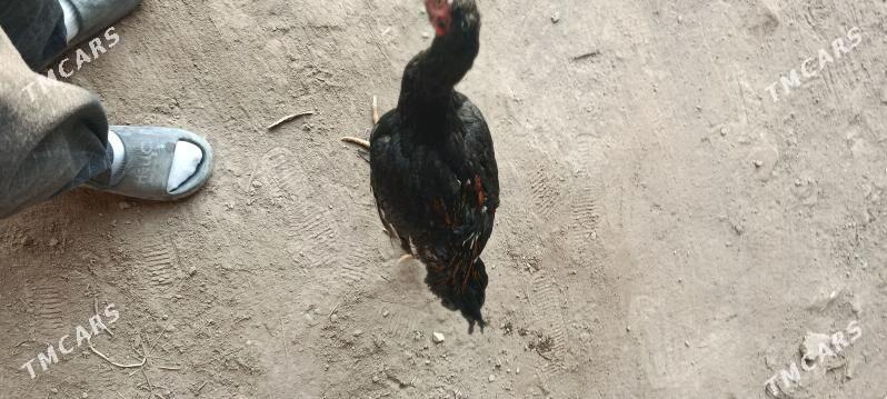 Deken juja - Шабатский этрап - img 3