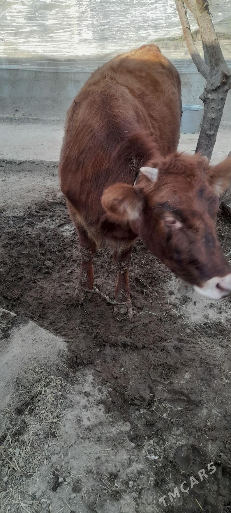 tüwe - Гёкдепе - img 2