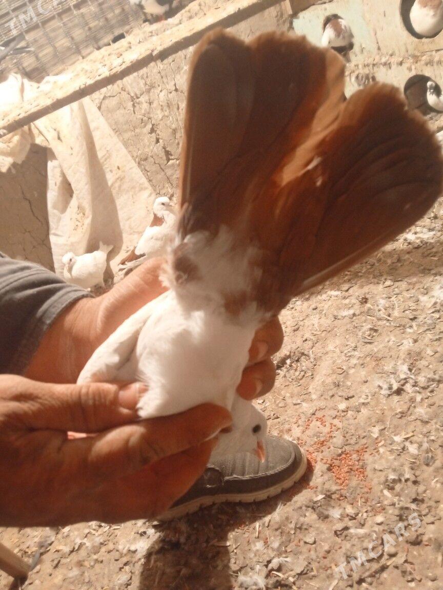 kepderi - Мары - img 8