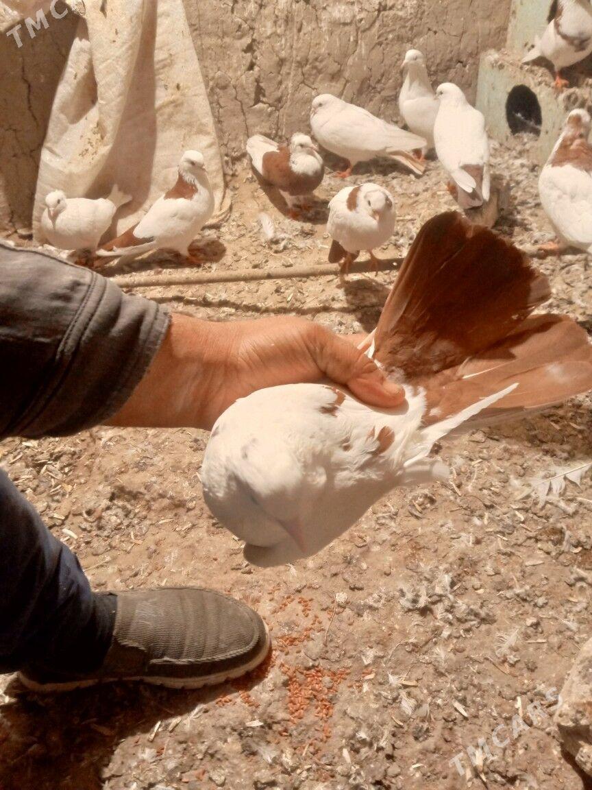 kepderi - Мары - img 6