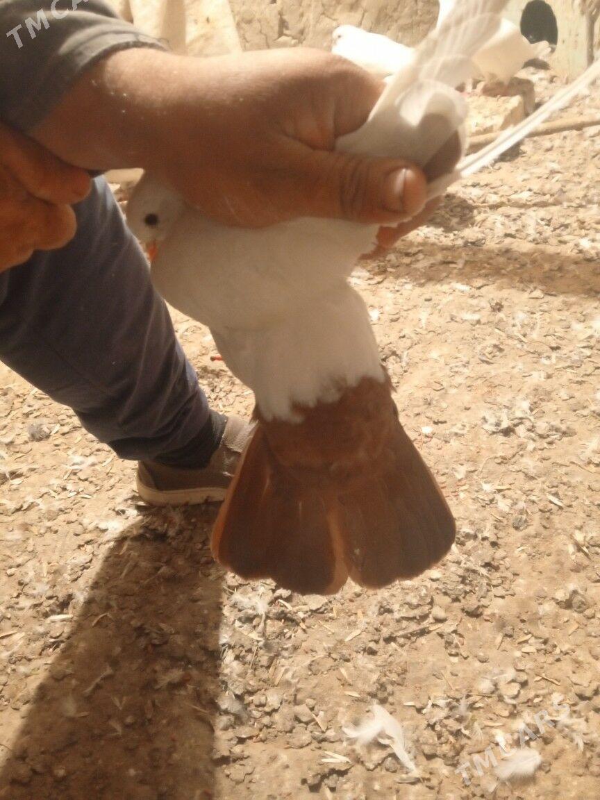 kepderi - Мары - img 7