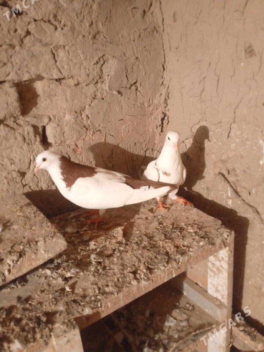 kepderi - Мары - img 2