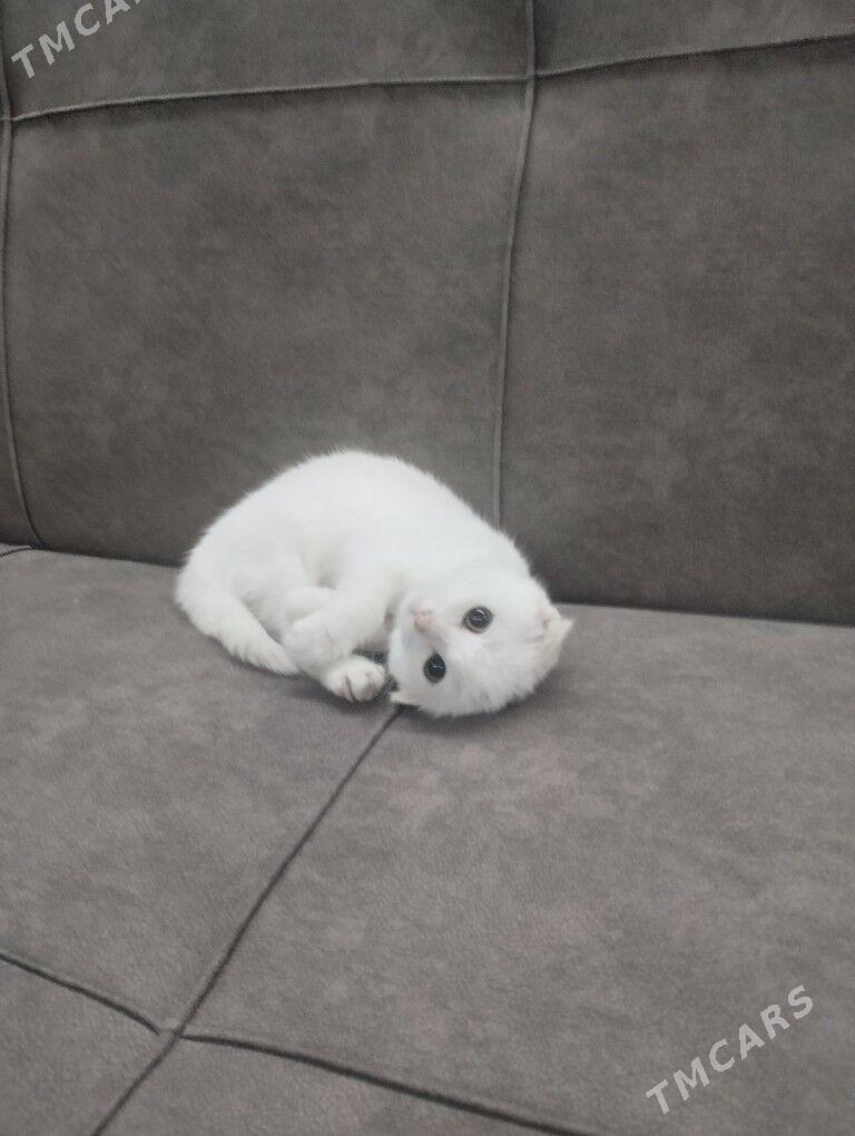 piśik - Туркменбаши - img 2