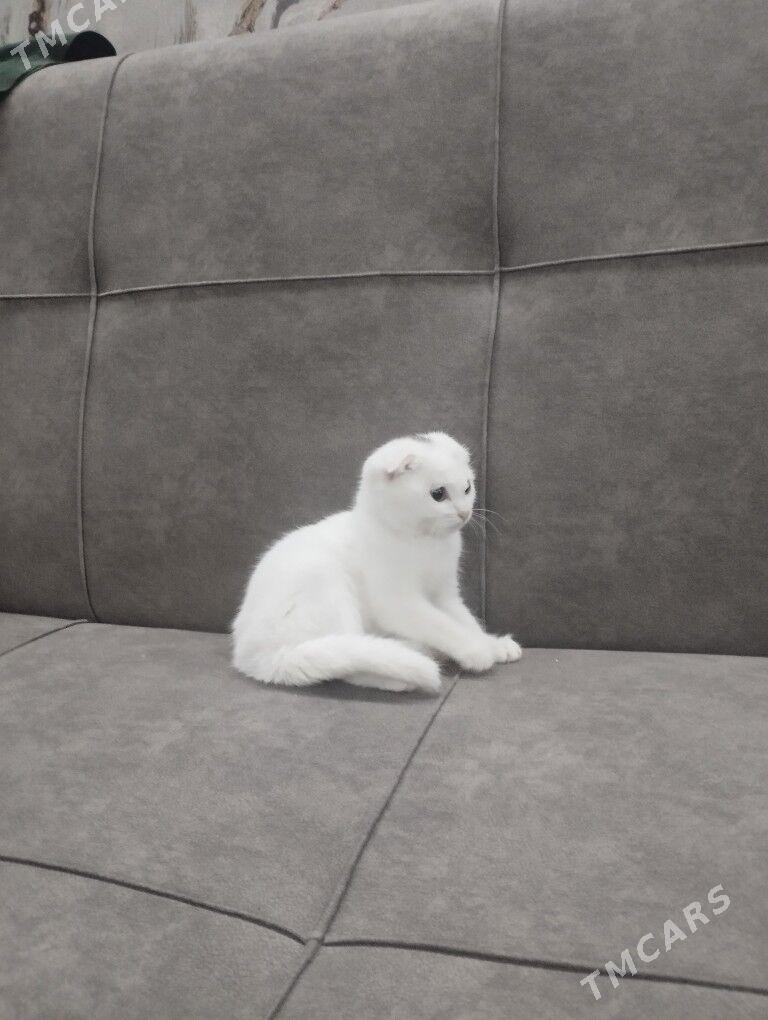 piśik - Туркменбаши - img 3