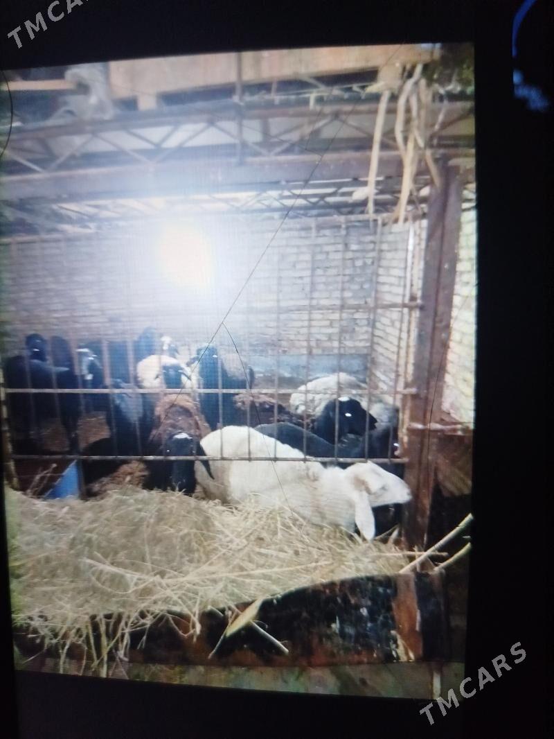 Goyunlar - Türkmenabat - img 2