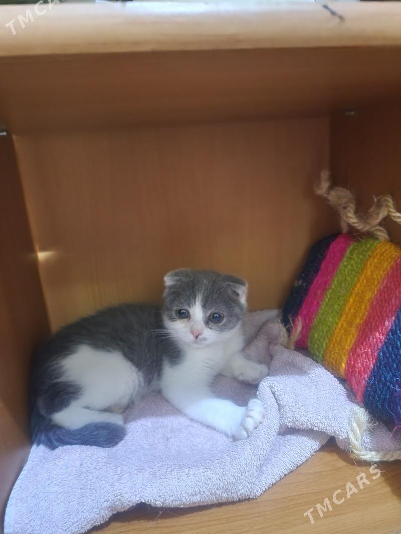 Вислоухая девочка - Ашхабад - img 6