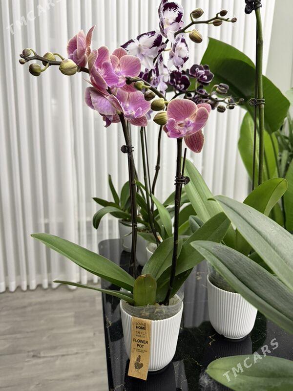 ОРХИДЕЙИ  - Ашхабад - img 10