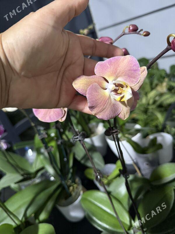 ОРХИДЕЙИ  - Ашхабад - img 7