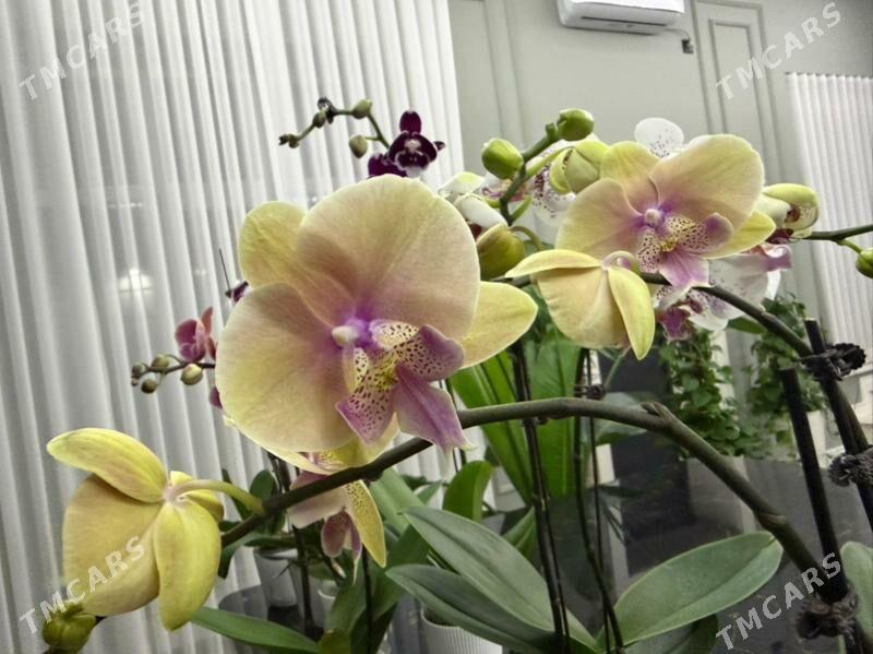 ОРХИДЕЙИ  - Ашхабад - img 9