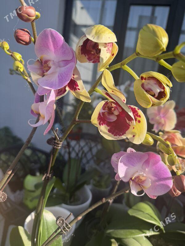 ОРХИДЕЙИ  - Ашхабад - img 4