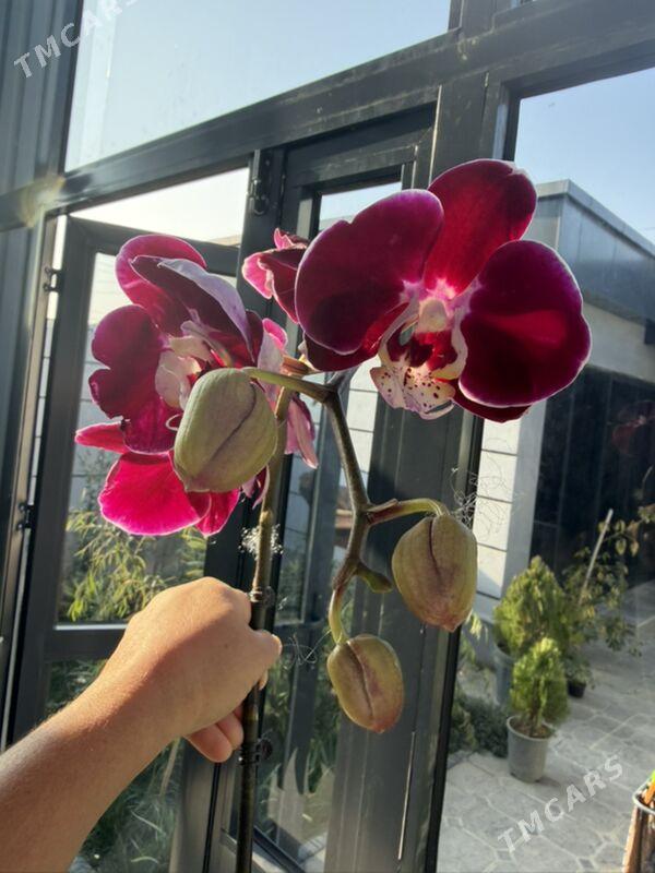 ОРХИДЕЙИ  - Ашхабад - img 5