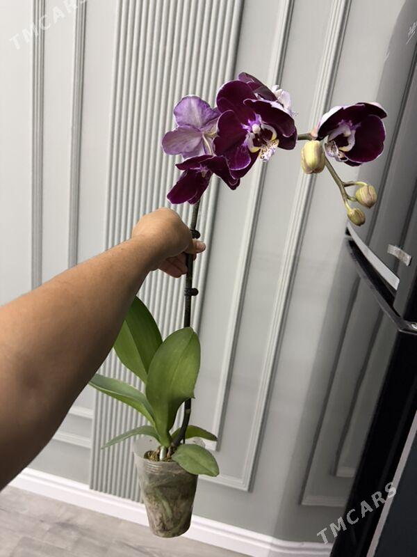 ОРХИДЕЙИ  - Ашхабад - img 6