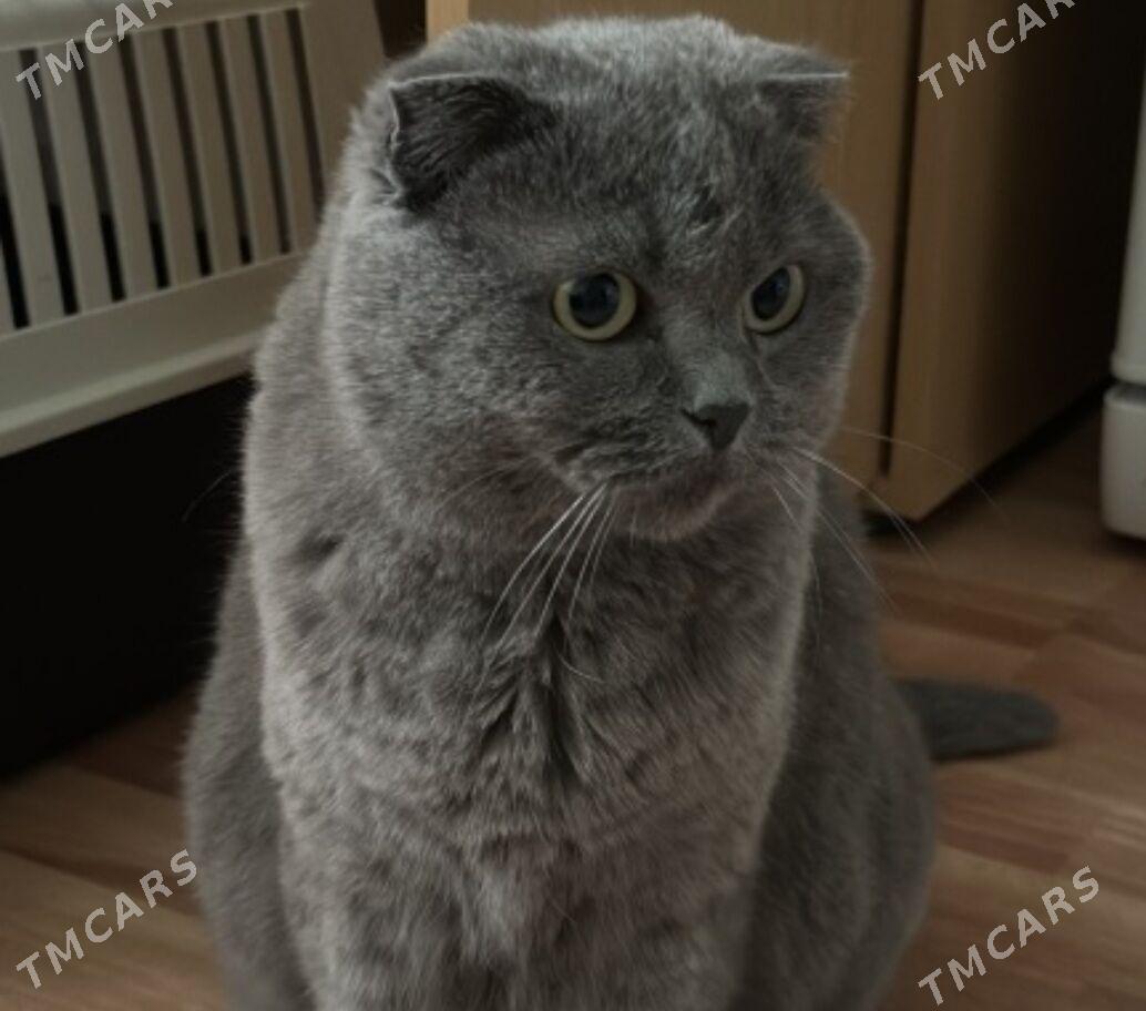 Вислоухий мальчик - Aşgabat - img 2