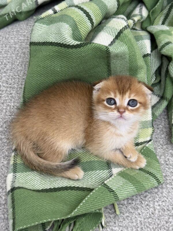 шотландские кошки - Ашхабад - img 2