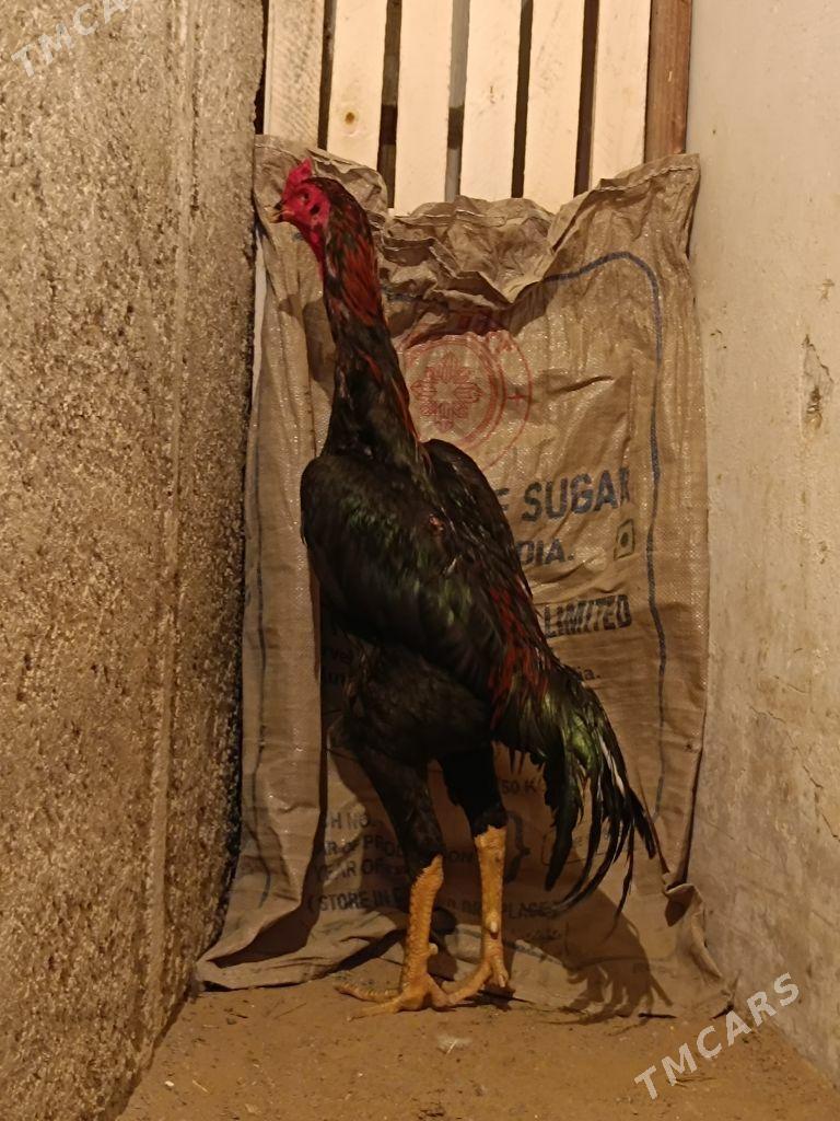 Bayes Horoz - Гарадамак Шор - img 2