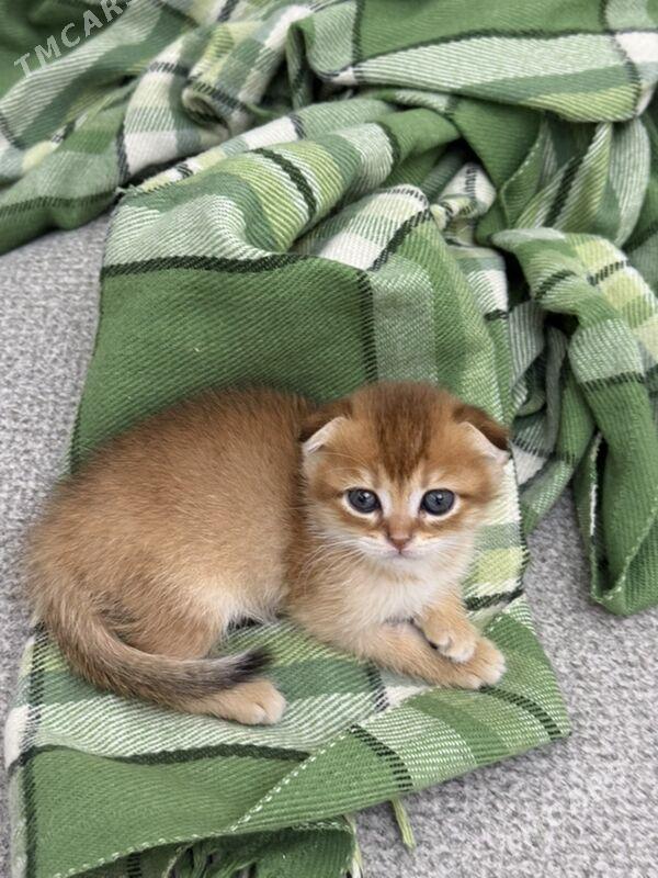 шотландские кошки - Ашхабад - img 1