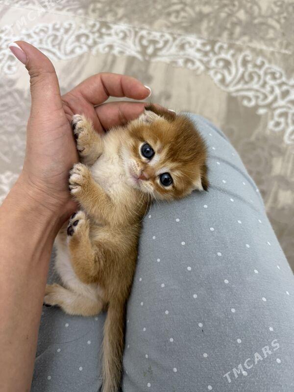 шотландские кошки - Ашхабад - img 6