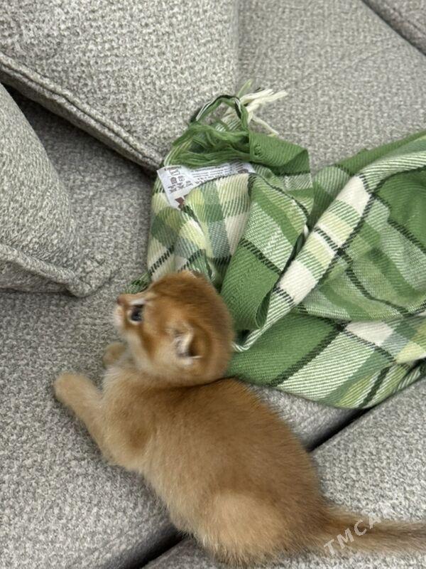 шотландские кошки - Ашхабад - img 4