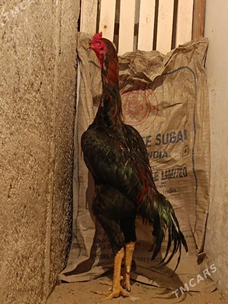 Bayes Horoz - Гарадамак Шор - img 1