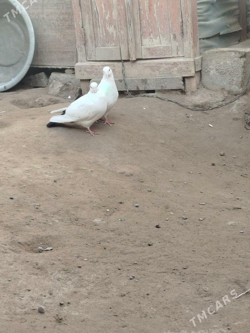 kepteri - Farap - img 1