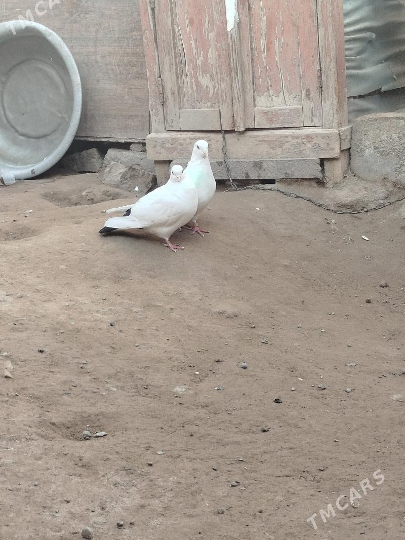 kepteri - Farap - img 2