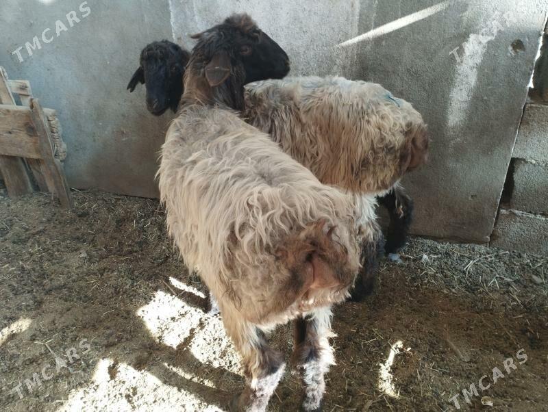 tokly - Aşgabat - img 1