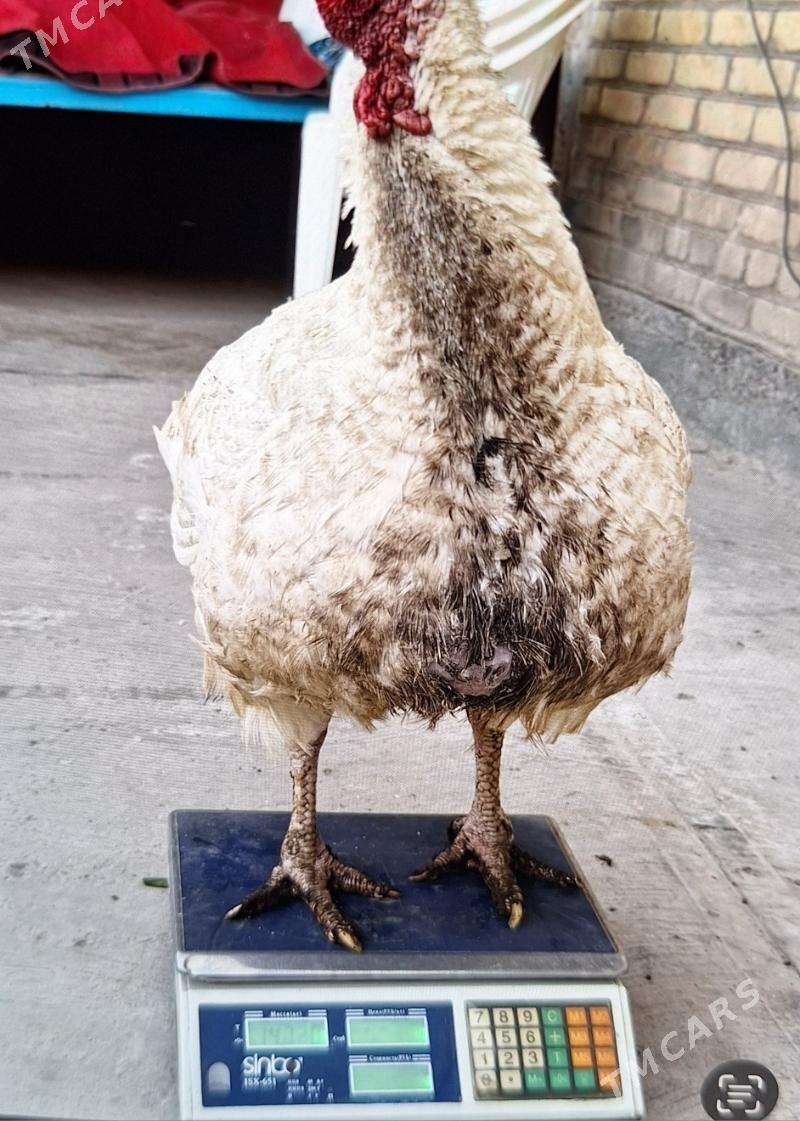 big 6 - Туркменабат - img 3