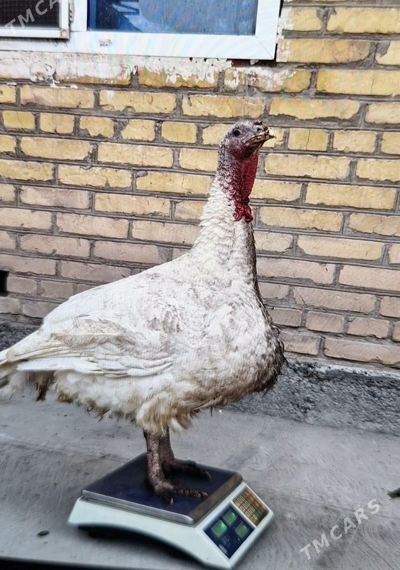 big 6 - Туркменабат - img 4