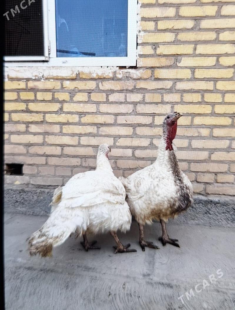 big 6 - Туркменабат - img 2