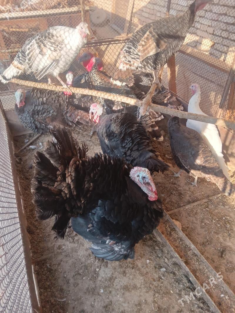 Induk - Ýolöten - img 2