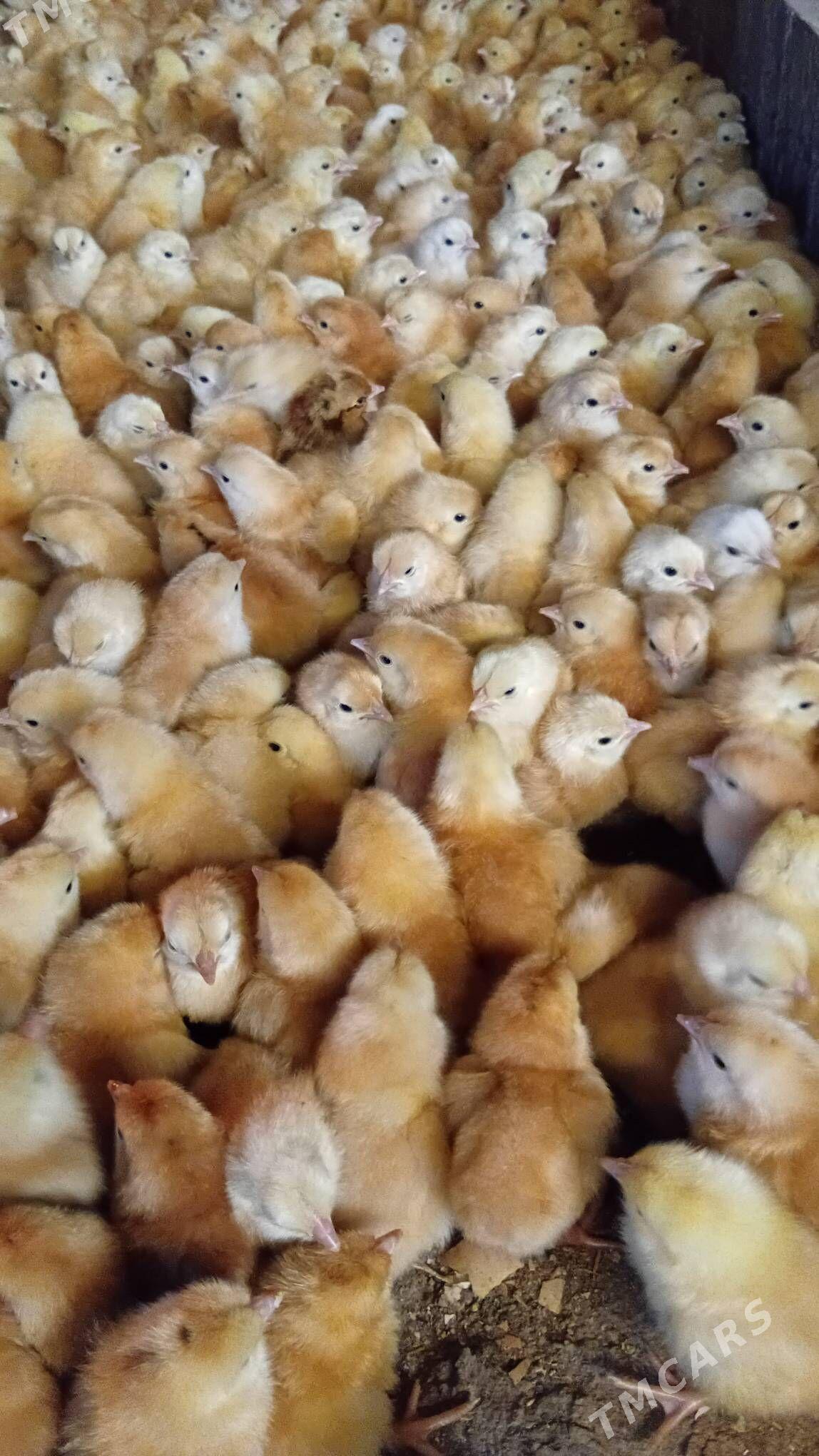 juyje - Şabat etr. - img 2