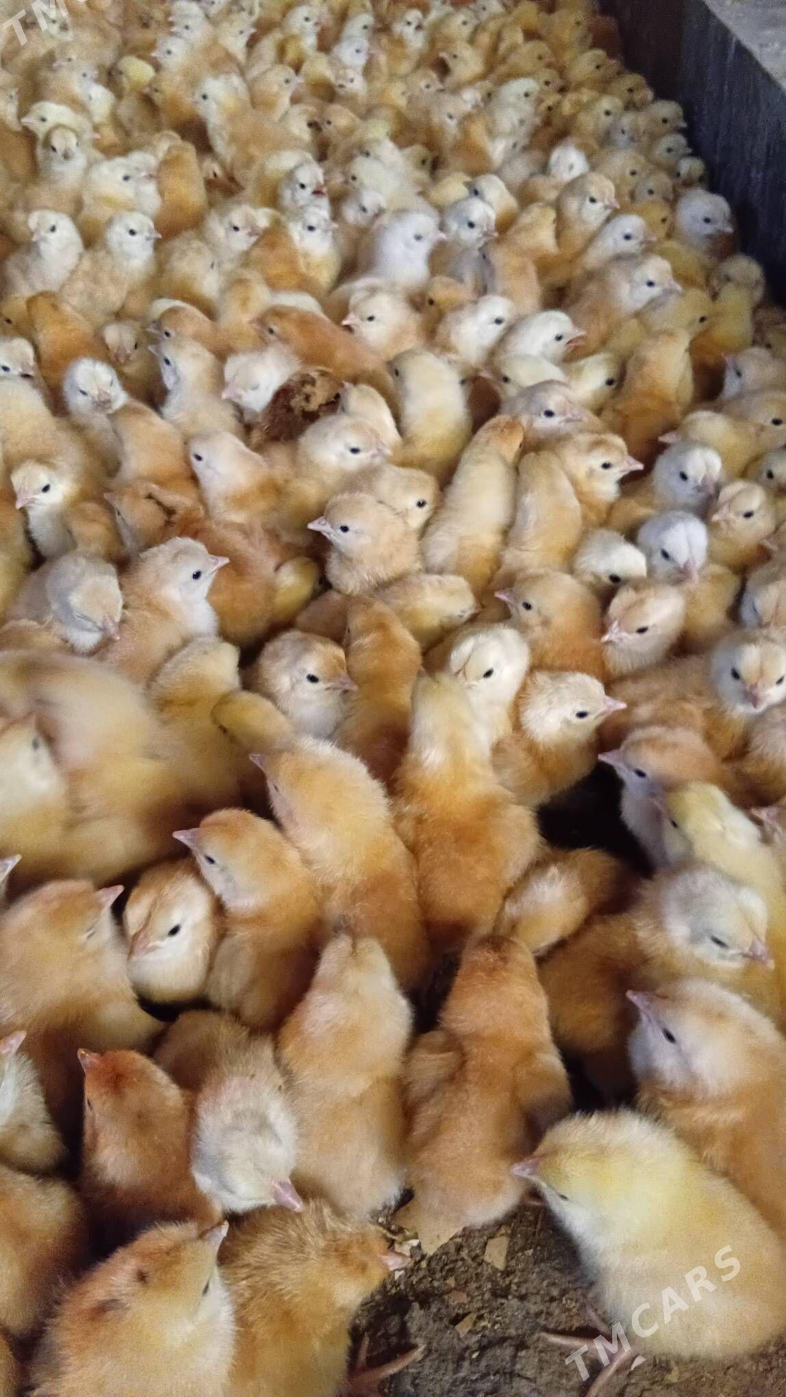 juyje - Şabat etr. - img 3