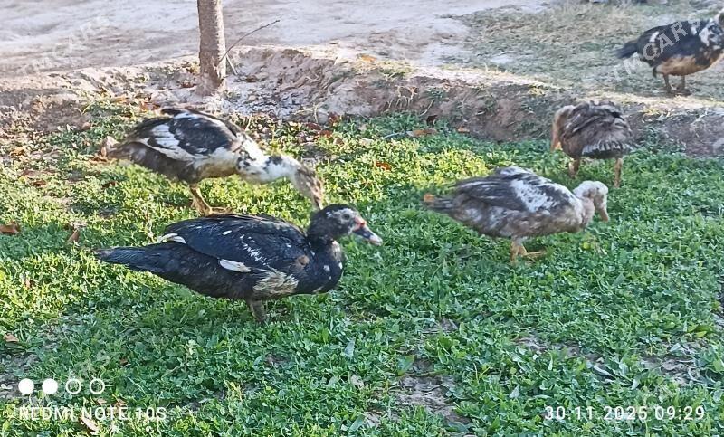 Ördek - Ашхабад - img 2