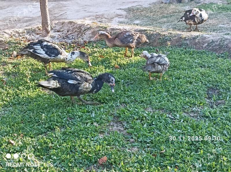 Ördek - Ашхабад - img 3