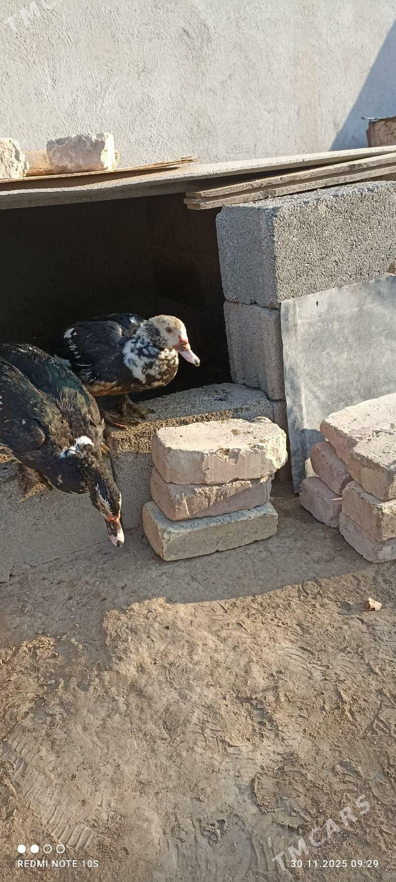 Ördek - Ашхабад - img 4