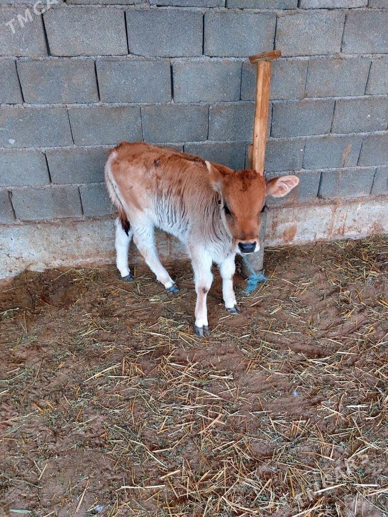 goleli sygyr - Gökdepe - img 7