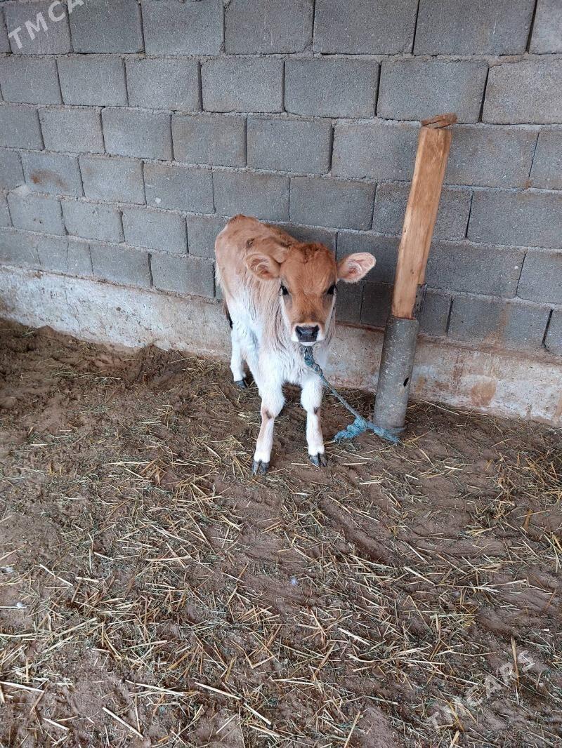 goleli sygyr - Gökdepe - img 8