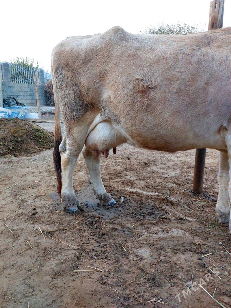 goleli sygyr - Gökdepe - img 3