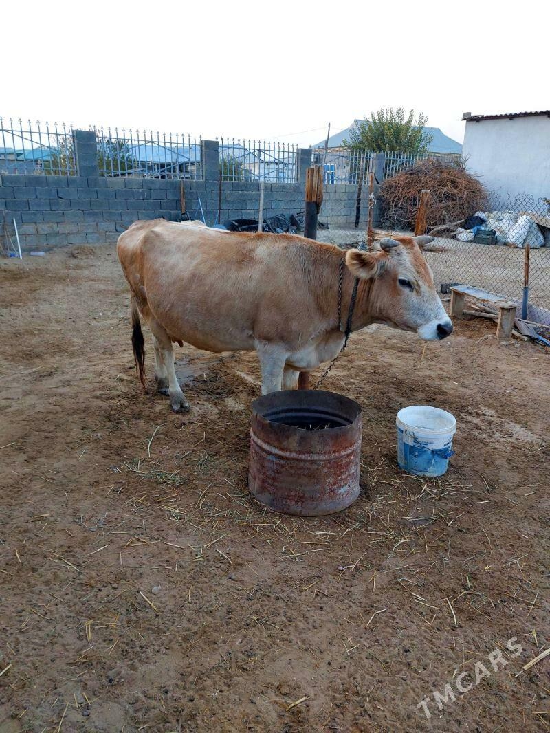 goleli sygyr - Gökdepe - img 4