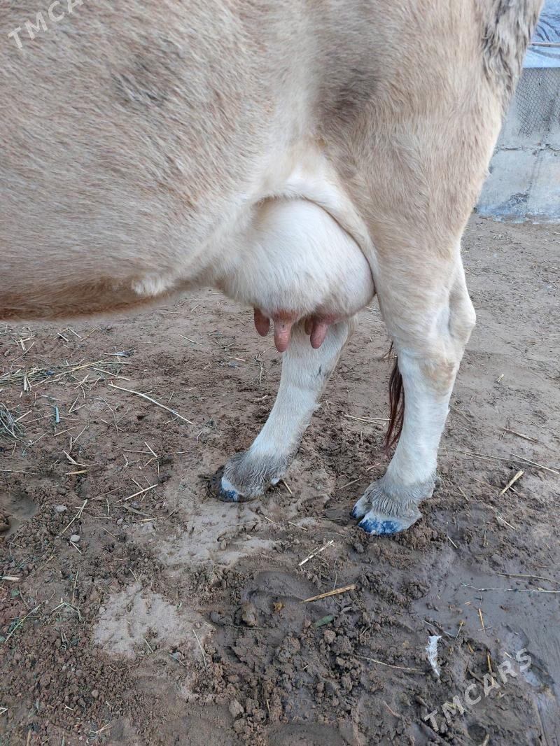 goleli sygyr - Gökdepe - img 5