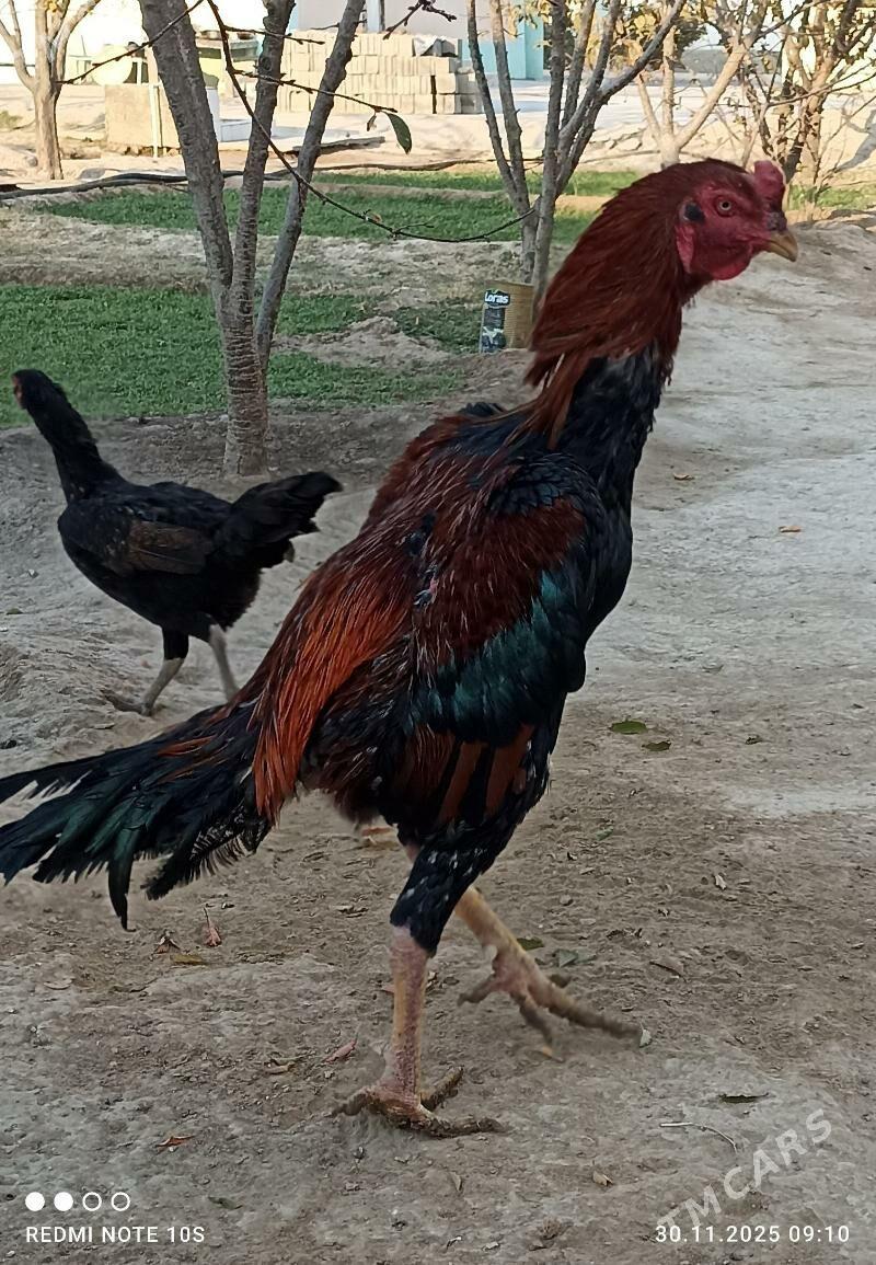 Tasgent - Ашхабад - img 2