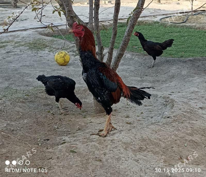 Tasgent - Ашхабад - img 4