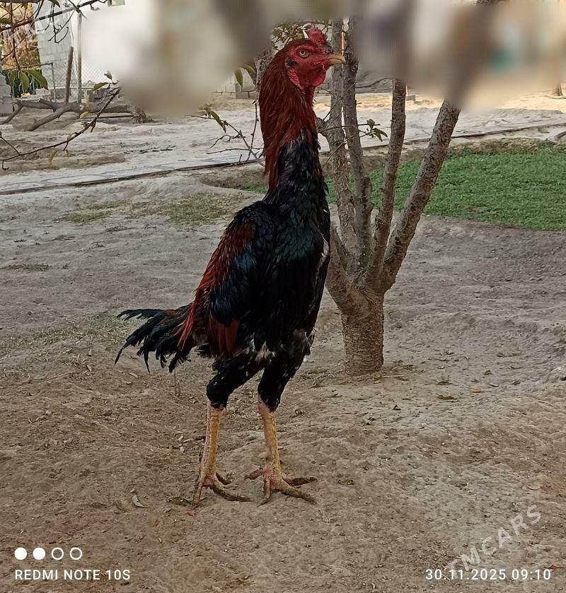 Tasgent - Ашхабад - img 1