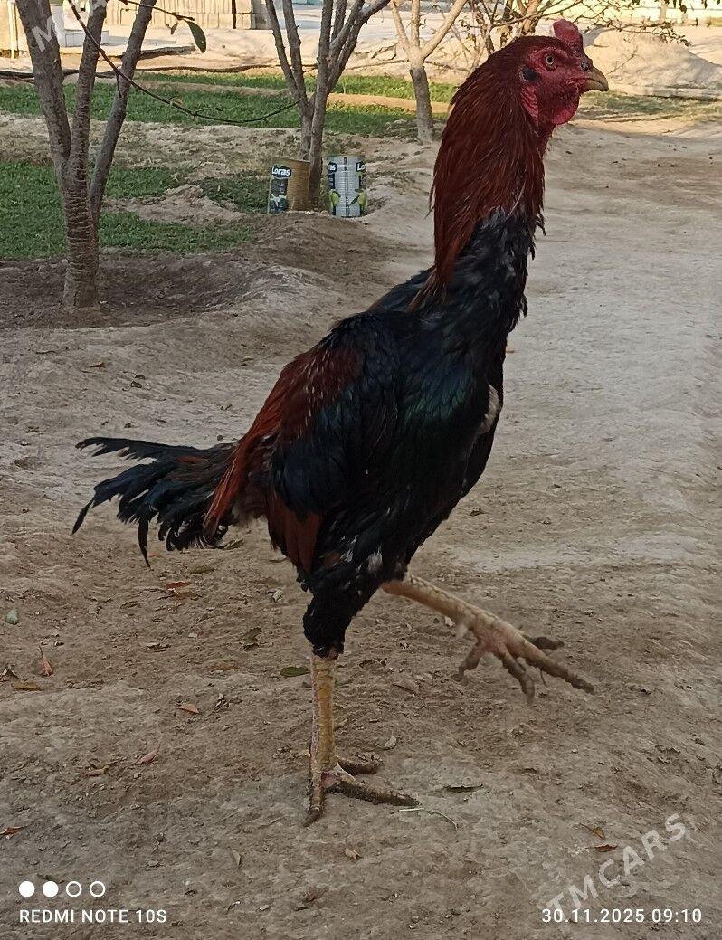 Tasgent - Ашхабад - img 3