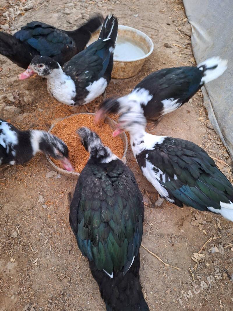 Ördek - Aşgabat - img 3