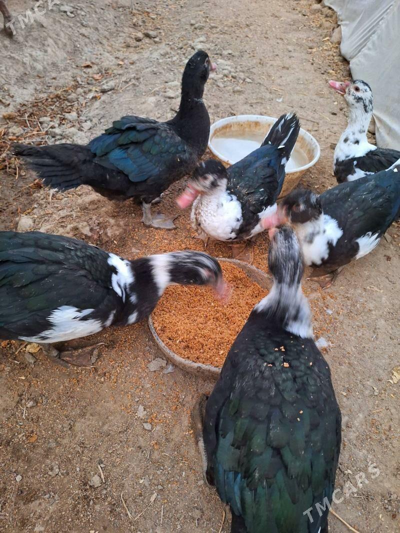 Ördek - Aşgabat - img 1